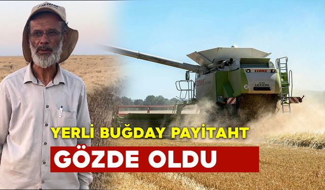 Yerli ve Milli Buğday; Payitaht