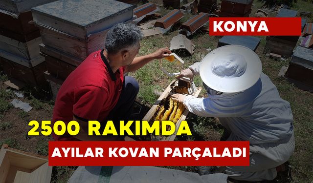 2 Bin 500 Rakımda Ayılar 6 Kovanı Parçaladı