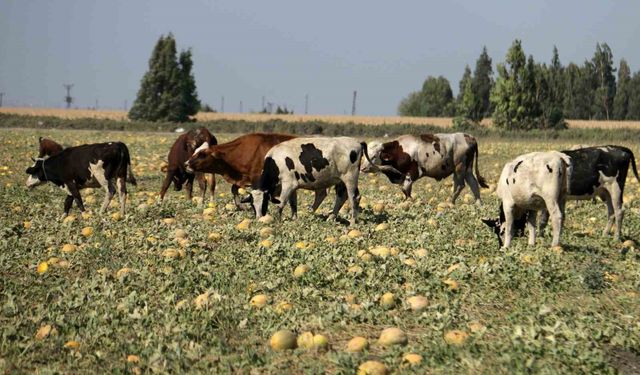 300 Dönüm Arazideki Kavunu Hayrına Bırakmıştı Bakın Ne Oldu