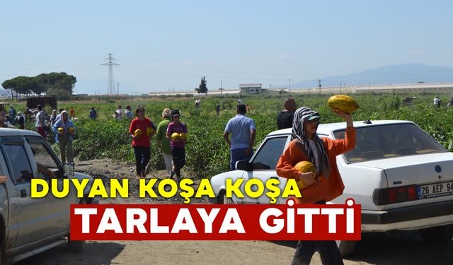 600 Ton Kavun ve Karpuzu Ücretsiz Dağıttı Duyan Tarlaya Akın Etti