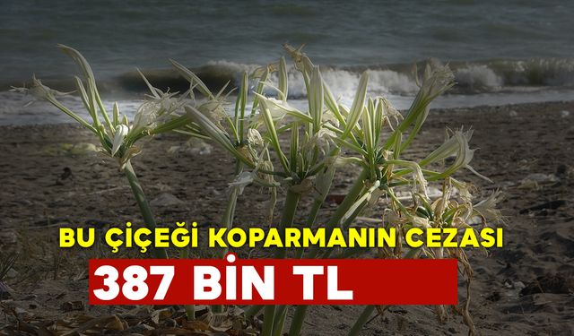 Bu Çiçeği Koparmanın Cezası 387 Bin TL