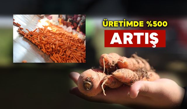 Havuç Üretimi Bu Yöntemle Yüzde 500 Arttı