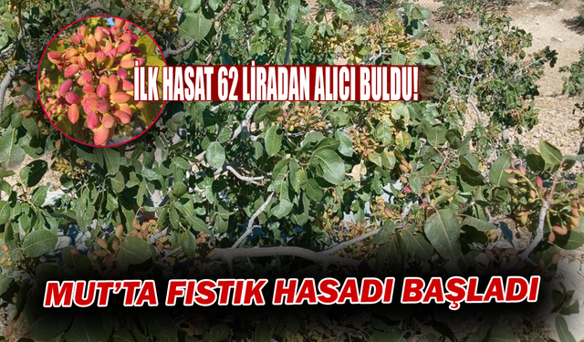 İlk Hasat 62 Liradan Alıcı Buldu