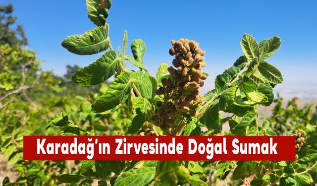 Karadağ’ın Zirvesinde Doğal Sumak