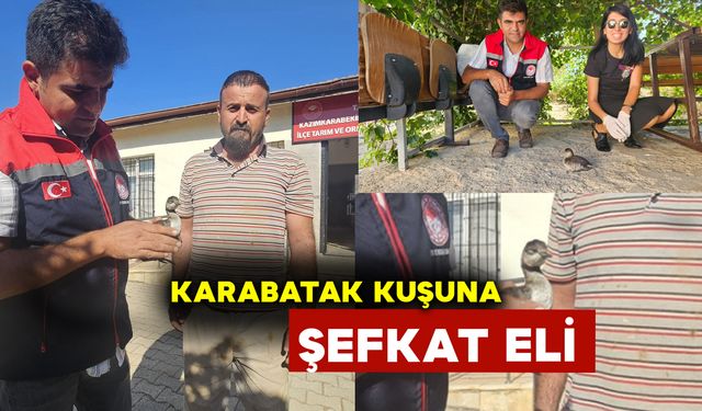 Karaman'da Karabatak Kuşuna Şefkat Eli