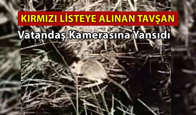 Kırmızı Listede Bulunan Tavşan Vatandaş Kamerasına Yansıdı