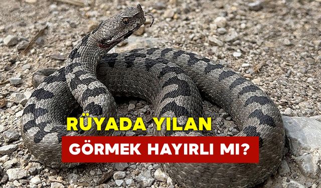 Rüya da Yılan Görmek Hayırlı Mı?