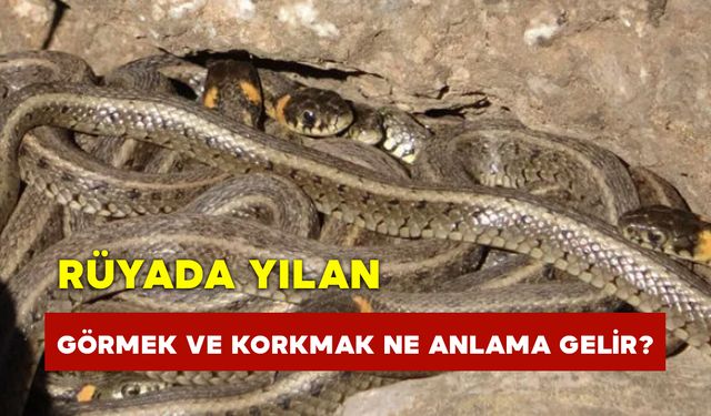 Rüyada Yılan Görmek ve Korkmak Ne Anlama Gelir?