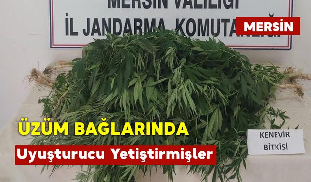 Üzüm Bağlarında Uyuşturucu Yetiştirmişler