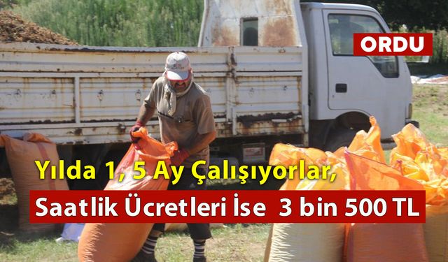 Yılda 1, 5 Ay Çalışıyorlar, Saatlik Ücretleri İse  3 bin 500 TL