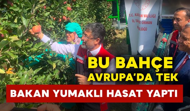 Bakan Yumaklı, Avrupa'nın tek parça halindeki en büyük elma bahçesinde elma hasadı yaptı