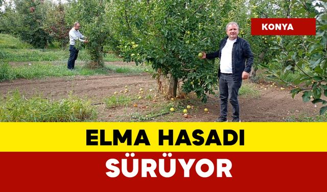 Elma hasadı devam ediyor