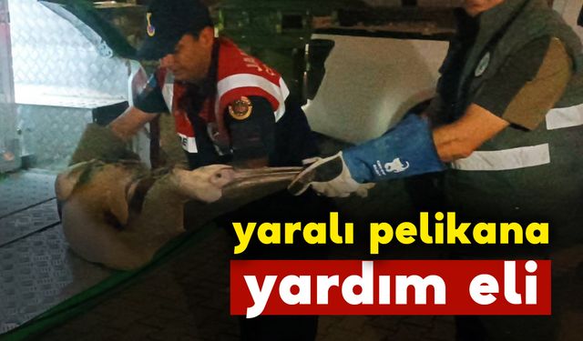 Karaman'da yaralı pelikana yardım eli