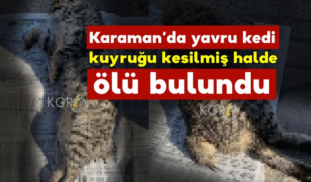 Karaman’da yavru kedi kuyruğu kesilmiş halde ölü olarak bulundu