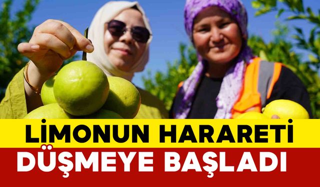 Limonun Harareti Düşmeye Başlıyor