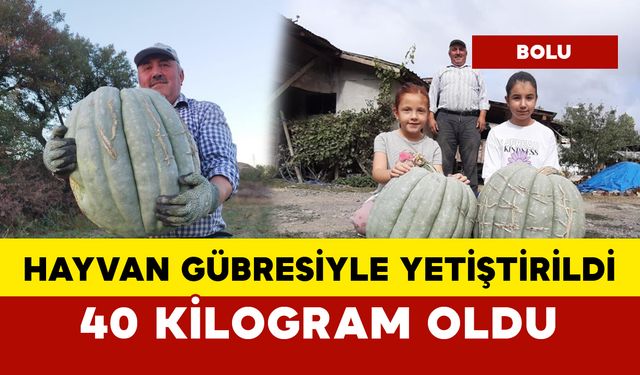 40 kilogram balkabağını gören şaşırıyor