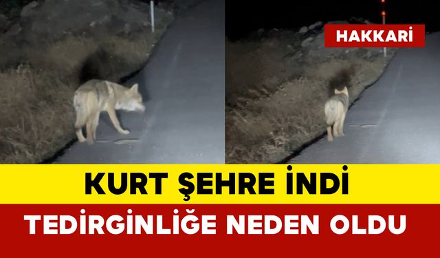 Aç kalan kurt şehre indi