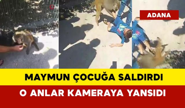 Adana’da maymun çocuğa saldırdı: O anlar kameraya yansıdı