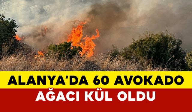 Alanya'da 60 ağaç kül oldu