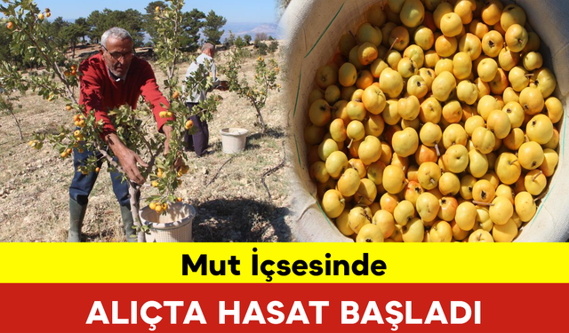 Alıçta Hasat Başladı