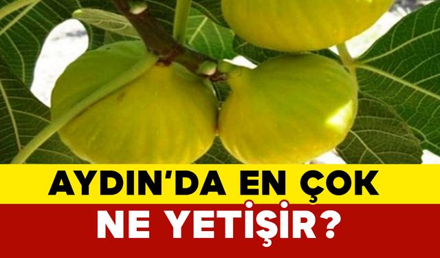 Aydın’da en çok ne yetişir?