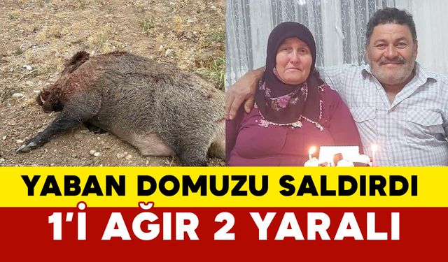 Bahçede çalışan karı kocaya yaban domuzu saldırdı: 1’i ağır 2 yaralı