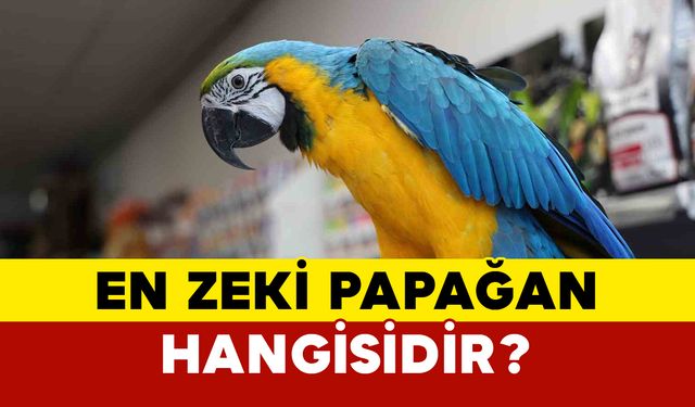 En zeki papağan hangisidir?