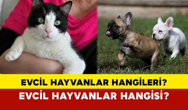 Evcil Hayvanlar Hangileri?