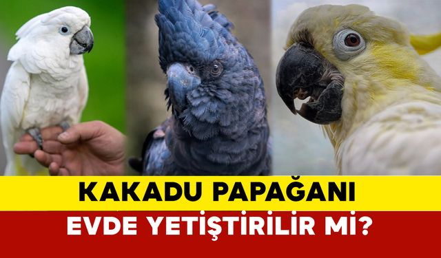 Kakadu Papağanı evde beslenir mi? Kakadu Papağanı özellikleri nedir?