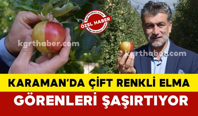 Karaman’da milyonda bir görülen sarı kırmızı elma görenleri şaşırtıyor