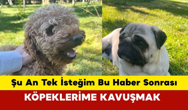 Kaybolan İki Köpeğini Arıyor