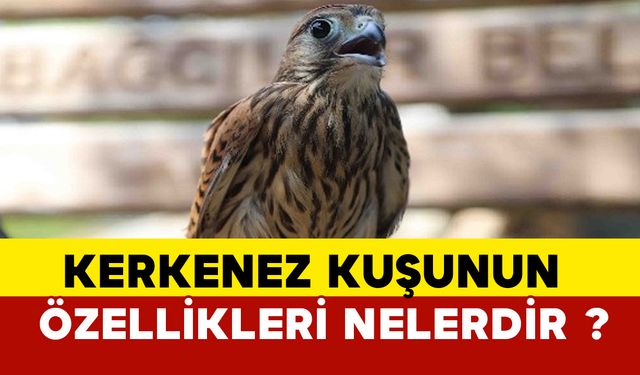 Kerkenez Kuşunun Özellikleri Nelerdir?