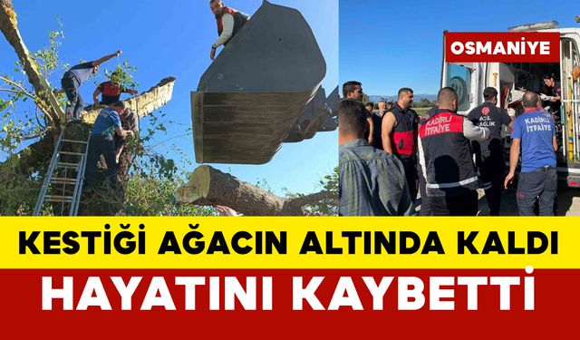 Kestiği ağaç devrildi: altında kalan adam öldü