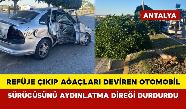 Refüje çıkıp ağaçları deviren otomobil sürücüsünü aydınlatma direği durdurdu