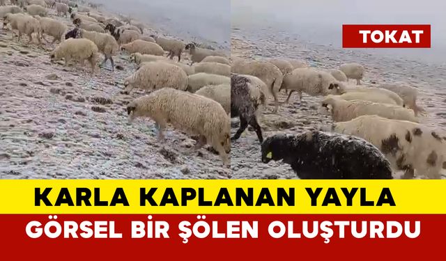 Yılın İlk Kar Manzarasına Bir Yenisi de Reşadiye'den