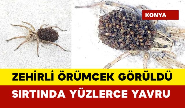 Zehirli örümcek Sarı Ömer görüldü