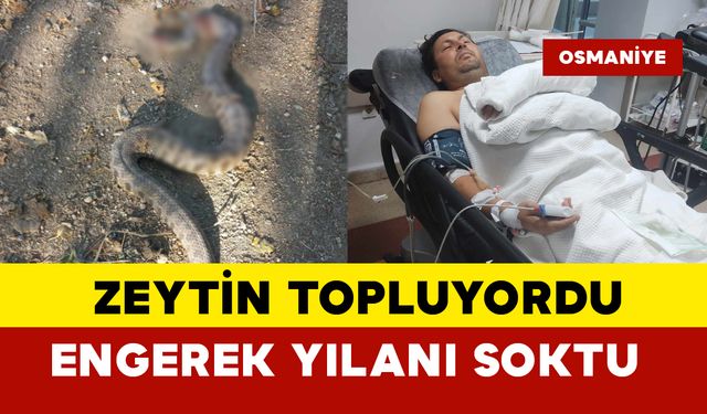 Zeytin toplarken dünyanın en zehirli yılanı soktu