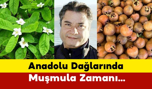 Anadolu Dağlarında Muşmula Zamanı…