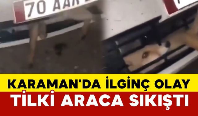 Arabasının Önüne Gizlenen Tilkiyi Gören Sürücüden Gülümseten Tepki