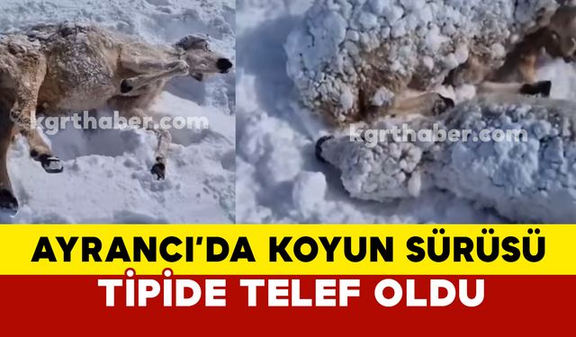 Ayrancı’da Koyun Sürüsü  Telef Oldu