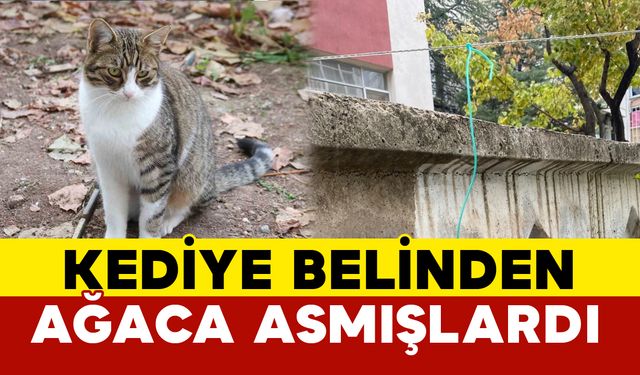 Belinden ağaca iple asılan kediyi vatandaşlar kurtardı