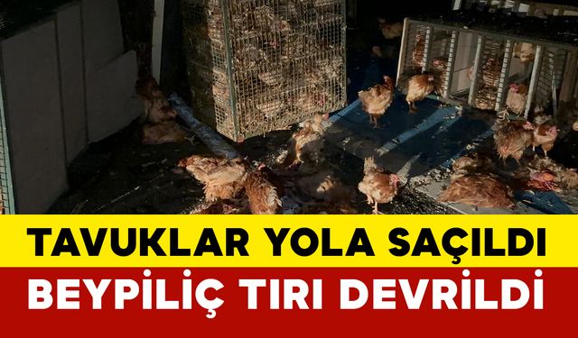 Beypiliç’in tavuk yüklü kamyonu devrildi: Yüzlerce tavuk telef oldu