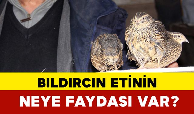 Bıldırcın Etinin Neye Faydası Var?