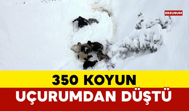 Erzurum’da 350 koyun uçurumdan düştü