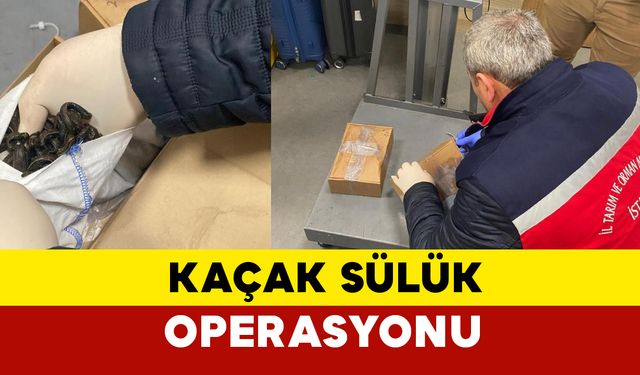 İstanbul Havalimanı'nda 8.34 Kilogram Kaçak Tıbbi Sülük Ele Geçirildi