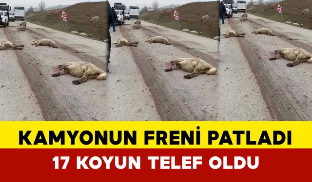 Kamyonun Freni Patladı: 17 Koyun Telef Oldu