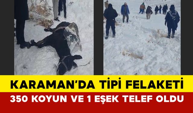 Karaman Ayrancı’da Tipi Felaketi: 350 Koyun ve Bir Eşek Telef Oldu