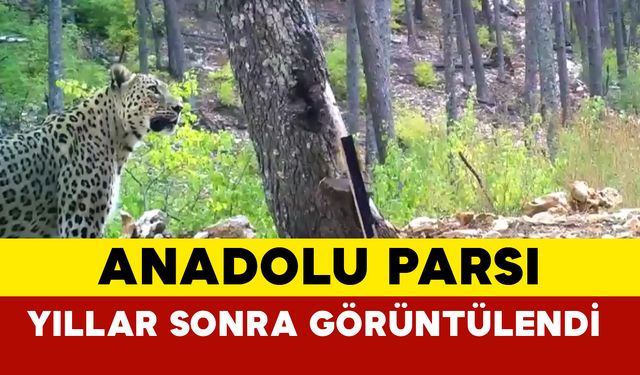 Nesli Tükenmekte Olan Anadolu Parsı Görüntülendi