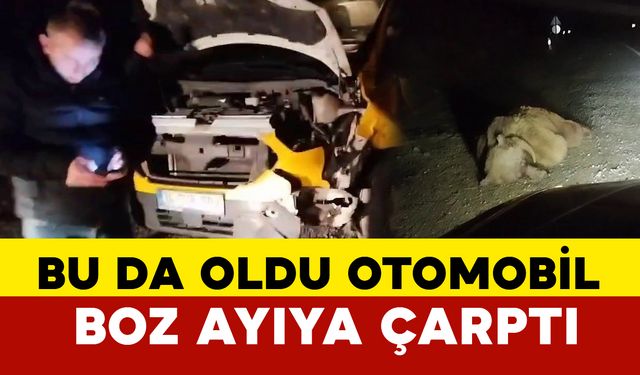 Otomobil boz ayıya çarptı