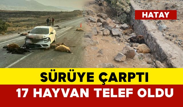 Otomobil sürüye çarptı: 17 hayvan telef oldu